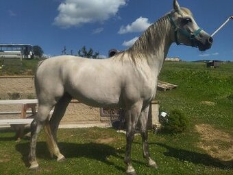 Arabský plnokrvník