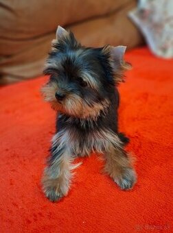 Yorkshire terrier s PP - sučka