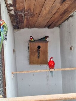 Rozela pestrá ,andulky