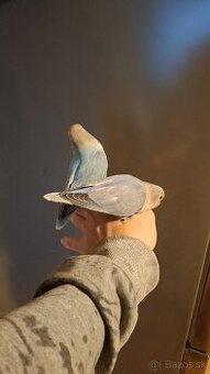 Agapornis ružovohrdly