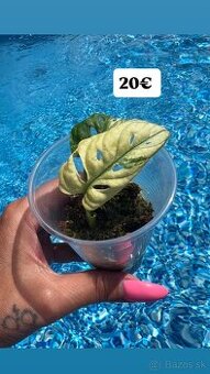 Monstera Adansoni Albo Variegata