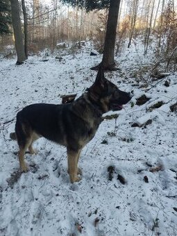 Nemecký ovčiak bez PP