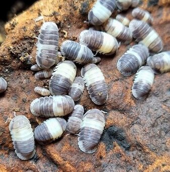 Cubaris sp. "Panda King"