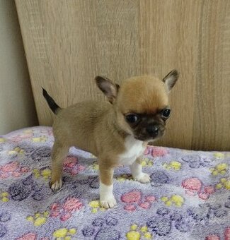 Čivava mini sučka krátkosrsta