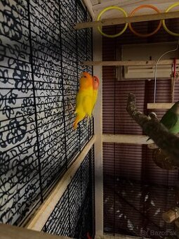 Agapornis ruzovohrdly