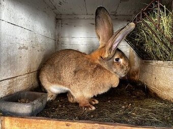 Belgický obor-4.Samička