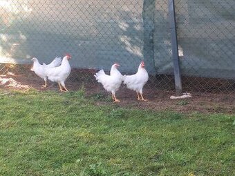 Leghorn