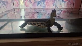 Korytnačka 🐢