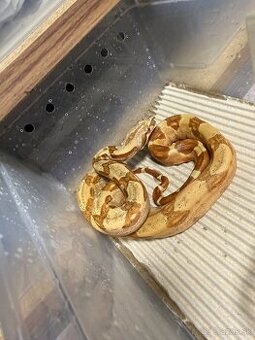 Boa constrictor