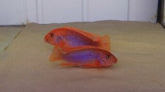 Lodotropheus sprengerae - Chovná skupina