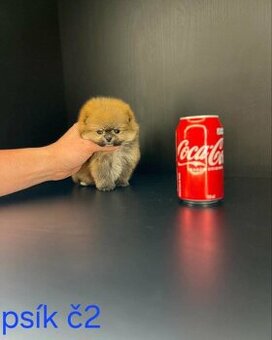 Pomeranian mini