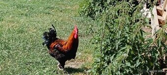 Marans