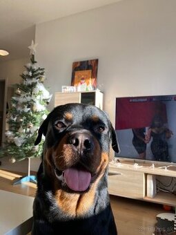 Darujem Rottweilera, Rotvajlera
