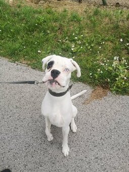 Nemecký boxer