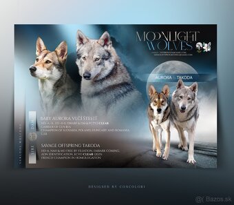 Saarloosov vlčiak - 1