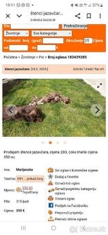 jazvecici