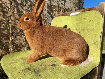 Novozélandské červené