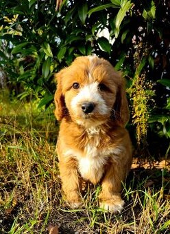 Goldendoodle
