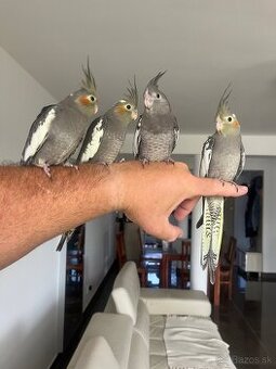 Korely ručne dokrmena Krotká - 1