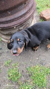 Jazvecik kratkosrsti.