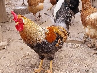 Cream legbar kohúty