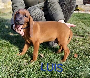 Tatranský durič šteniatko