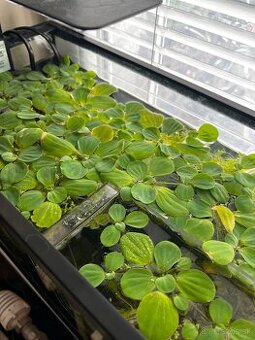 Rastliny do akvaria a strk