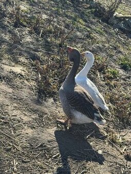 Predám landeského gunara
