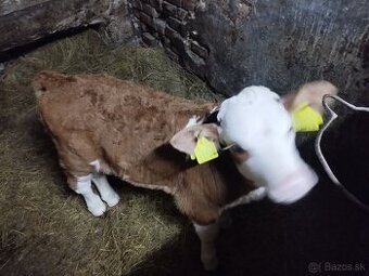 Predám byčka