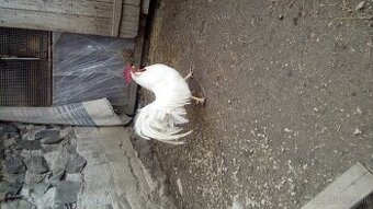 Kohut leghorn