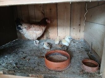 Kuriatka + kvočka Marans pšeničná