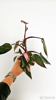 Philodendron pink princess marble