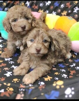 čokoládovo-merle maltipoo