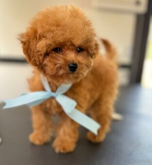 Toy pudel / Toy poodle