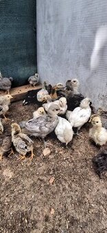 Ameraucana - 1