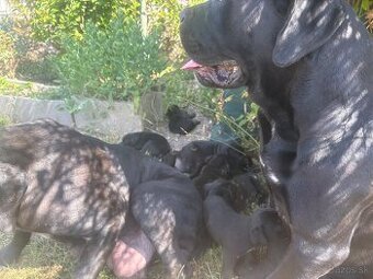 Cane Corso