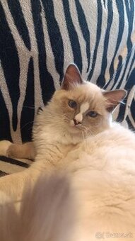 Ragdoll Kocúrik