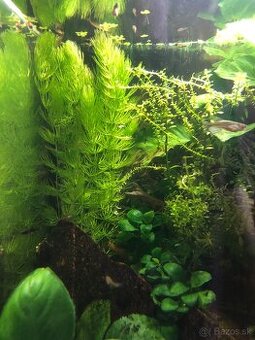 Rožkatec Ceratophyllum vodná rastlinka
