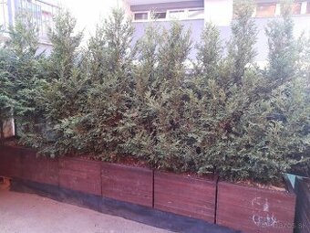Tuja 230-260cm