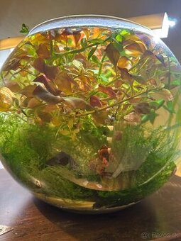 Predám sklenené akvárium Diversa 13,5 l GUĽA