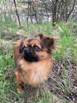 KÚPIM ❤️ -   dlhosrstá čivava fenka