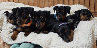 Trpasličí pinč - štěňata s PP  (Zwergpincher)