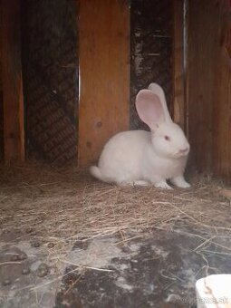 Ponúkam na predaj samicu belgicki obor albín ma štyri mesiac