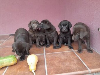 Čokoládový labrador