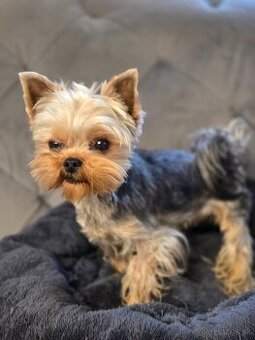 Predam Yorkshire s PP