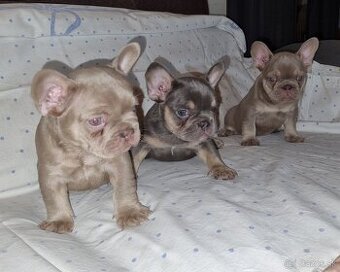 Francúzsky Buldoček