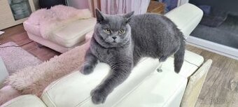 Krytie britsky kocur