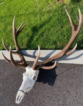 Vyváranie, ošetrenie, bielenie trofejí