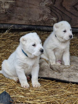 Stredoázijský ovčiak SAO s PP