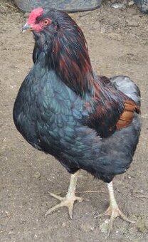 Kohút - araucan divokosfarbený